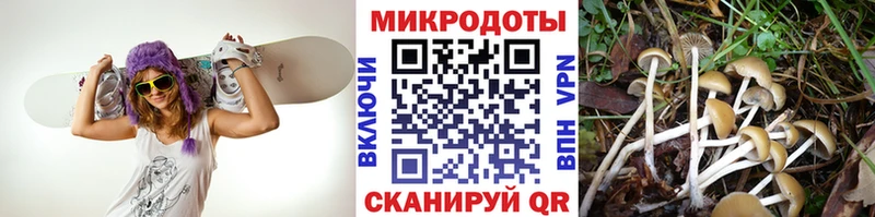 Псилоцибиновые грибы Psilocybe  сайты даркнета какой сайт  Инта 